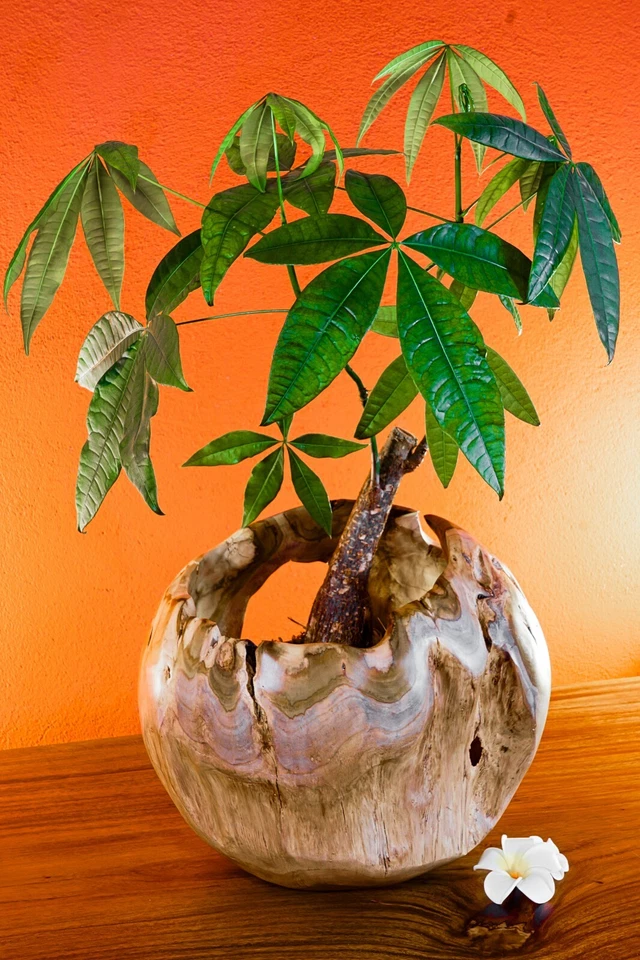 Holz Übertopf Wurzelholz Blumentopf 30cm Teak Schale Orchideen Topf Dekoration - Bild 1 von 4