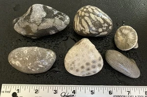 6 Stck. Michigan A+ Petoskey Stein Favorit Cladopora Crinoid Bryozoan Rugosa 1,2 Pfund - Bild 1 von 5