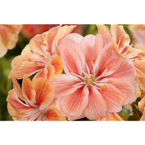 Lewisia cotyledo, apricot - Porzellanrösschen, Bitterwurz, apricot, im Topf 11 c - Bild 1 von 2