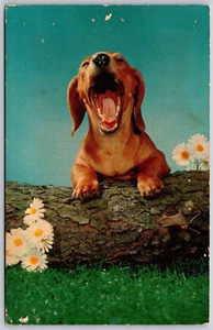 Postcard Dachshund Puppy Yawning Smiling on Log Daisies Cute Wiener Dog - Picture 1 of 2