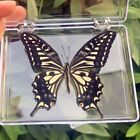Exquis papillon naturel vrai spécimen animal décor enseignement livraison gratuite