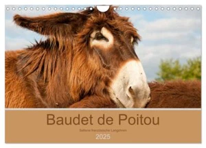 Baudet de Poitou - Seltene französische Langohren (Wandkalender 2025 DIN A4 quer - Bild 1 von 9