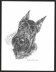 #330 RIESENSCHNAUZER Portrait Hund Kunstdruck* Feder & Tusche Zeichnung von Jan Jellins - Bild 1 von 1