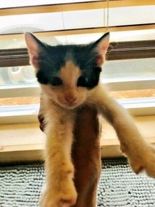 SPONSOR POPCORN A WOUNDED KITTEN VET CARE RESCUE CAT RECEIVE COLOR PHOTO - Picture 1 of 6