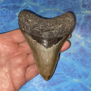 MEGALODON SHARK TOOTH 4.24”  HUGE TEETH MEG SCUBA DIVER DIRECT FOSSIL NC 5300 - Picture 1 of 9