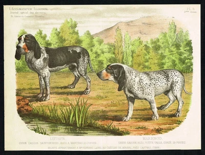 1885 Gascon Hound Luther & Marengo Dog Print - L’Acclimatation Illustrated - Bild 1 von 4