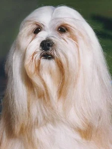 3D Bild Hunde Lhasa Apso Gr. 39x29 cm ca. NEU - Bild 1 von 1