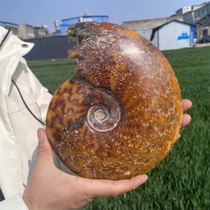 2.5kg Natural Ammonite Fossil Reiki Crystal Specimen Mineral Crystal Decor Gift - Picture 1 of 13