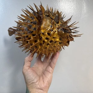 Vintage LArGE Kugelfisch konserviert Taxidermy Blasfisch Ballonfisch Dadcore Tiki Bar - Bild 1 von 11