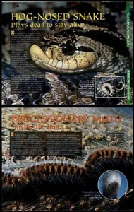 Hog-Nosed Snake / Processionary Moth #98 Amazing Animals, Animals, Animals Page - Picture 1 of 1