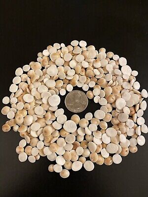100 Shiva Shells, Chestnut Turban Operculum, Great For Jewelry • 22.27€