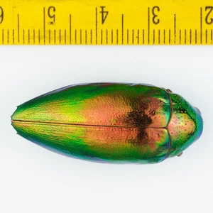 BEETLE - BUPRESTIDAE - Sternocera sp (Colour Aberration) - 2227 - Picture 1 of 2