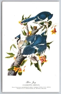 Postal vintage D6, tarjeta de felicitación, Blue Jay. - Imagen 1 de 2