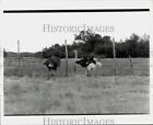 1978 Press Photo Ostriches in Fence at Ram Arm Ranch - hpa11352