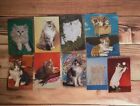 Set Of  Stunning Cute 10 Cats Kittens Posted Pictures Postcards Collection Deco
