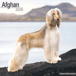 Afghan 2026 Calendar | Dog Breed Gift Wall 15% OFF MULTI ORDERS - Picture 1 of 8