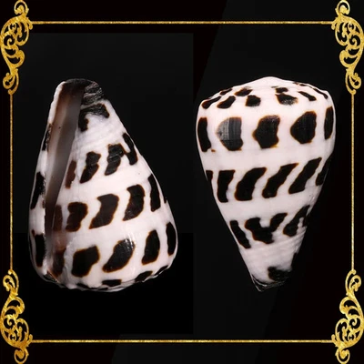 Conus Ebraeus | Hebrew Cone | 0.5 - 2 cm - Image 1 of 4