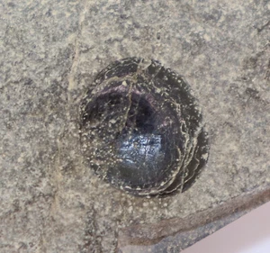 Brachiopoden, Acrotele sp., Kambrium, Brunflo, Jämtland, Schweden -i563 - Picture 1 of 4