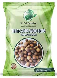 White Sandalwood Seeds (600 Seebs) Indian Sandal wood Chandan SriGanda Tree - Picture 1 of 4