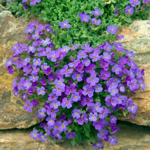 ROCK CRESS - 100 SEEDS - Aubrieta cultorum - ROCKERY FLOWER seeds - Picture 1 of 7