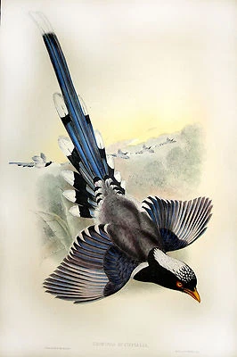 John Gould Native Bird print poster art drawing  painting Vintage Australia  36" - Image 1 of 4