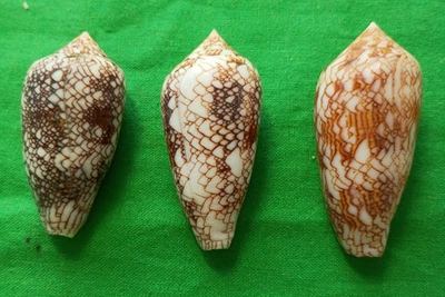 Conus canonicus #M0965 Madagascar 49-54.5mm - Image 1 of 4