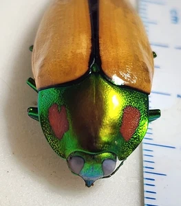 Buprestidae Calodema regalis 40.36mm Australia Jewel Beetle Insect RARE - Picture 1 of 7