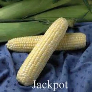 JACKPOT HYBRID CORN Yellow White Sweet Corn Seeds Non GMO Bi color 100+ SEEDS - Picture 1 of 1