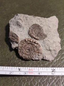 Fossil Ammonites: Promicroceras - Picture 1 of 2