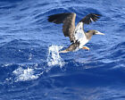 Photograph Of A Brown Booby Looking For Fish In The Caribbean Sea
