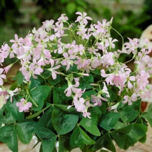 Oxalis Triangularis Fanny False Shamrock Lucky Plants Good luck clover 5 bulbs  - Picture 1 of 7