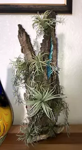 Artificial Succulent Air Plant Home Office Mounted on Real Wood Bark and Stone - Picture 1 of 22