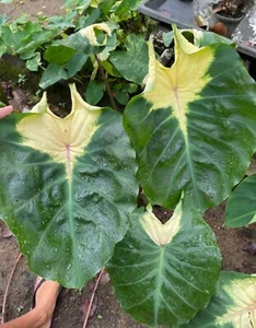 AUTHENTIC Colocasia Jade Crane 1 bulbs - Picture 1 of 3
