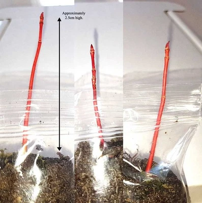 3 x Japanese Maple Acer Coral Bark / Senkaki Bonsai Starter Seedlings - Image 1 of 4