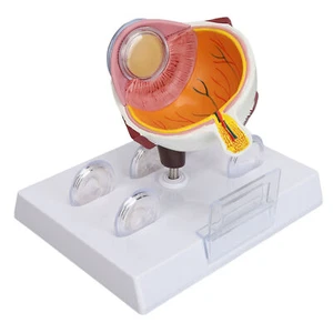 Augenmodell Modell Menschliches Auge Anatomie Lehrmodell Auge Anatomie Modell. - Bild 1 von 10