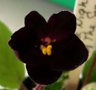 African Violet * Dark Night Of The Soul