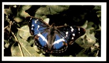 Grandee British Butterflies 1983 - Purple Emperor No. 13