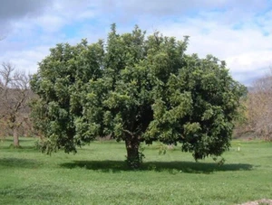 10 SEMILLAS DE CERATONIA SILIQUA "Algarroba" - Imagen 1 de 1
