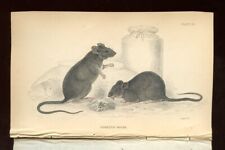 1838 Naturalist's Lib Mammalia British Quadrupeds V7P25 Domestic Mouse