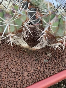 Echinocactus Ingens Dicotomic - Foto 1 di 4