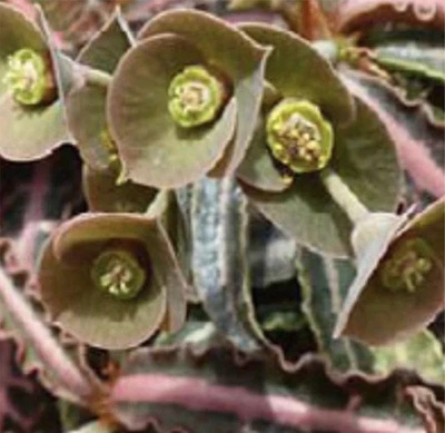 E1674 Very Rare Euphorbia Francoisii Rooted 💕 - Image 1 of 3