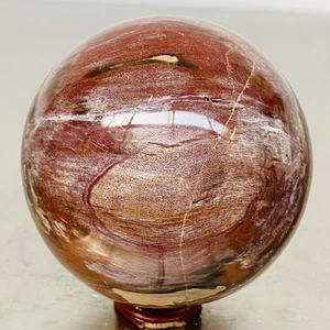 Natural Petrified Wood Polished Stone Quartz Crystal Sphere Ball Healing 1320G - Picture 1 of 12