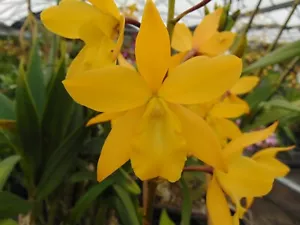 Eny. Golden Sunburst FLOWERS Bare root LARGE PLANT 5/3/25 - Picture 1 of 3