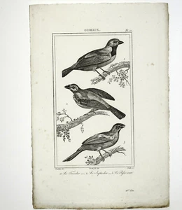 Le FRICOLOR, Le SEPTICOLOR, Le PAFSE VERT Gravure Oiseaux Original circa 1800 - Picture 1 of 2