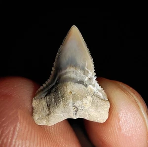 004, AMAZING AMMONITES!! SILKY SHARK TOOTH FOSSIL FROM JAVA, INDONESIA, 12MM - Bild 1 von 5