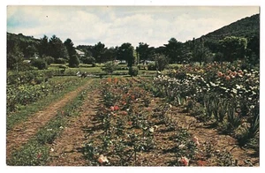 FLOWERS & GARDENS at SMALLEST CHURCH Horse Shoe Run West Virginia Postcard - Picture 1 of 2
