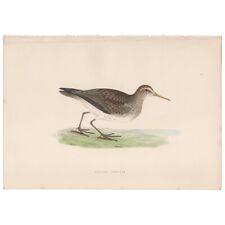 Morris Birds antique 1870 hand-colored engraving print 244 Pectoral Sandpiper