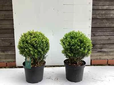 Pair Large Real topiary balls Holly Ilex Crenata Evergreen like Buxus Box 20cm. - Image 1 of 2