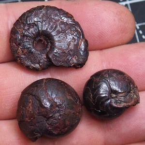3pcs 22-31mm Goniatite Hematite Devonian Fossil Ammonite 1085 - Picture 1 of 9