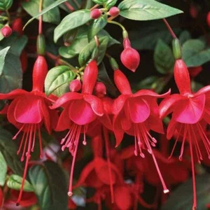 Fuchsia MARINKA Lantern Flower 6 SEEDS UK EU Hardy Queen's Ear Ring Garden Plant - Picture 1 of 1